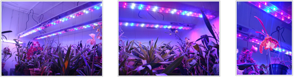 eclairage-horticole-aux-leds-exemple-installation3