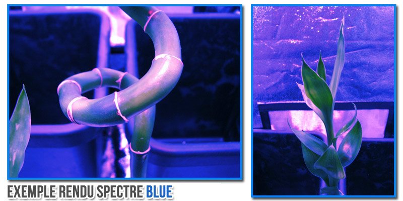 eclairage-horticole-spectre-blue