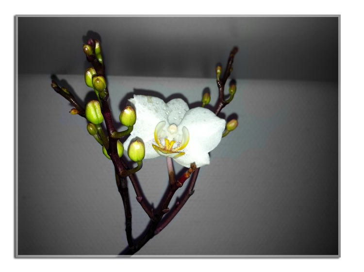 floraison orchidee eclairage horticole led floraled