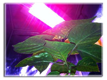 Eclairage horticole led superficie hauteur