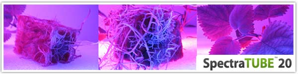 résultat bouturage led spectratube