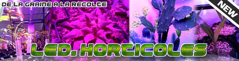 eclairage horticole aux LEDs pour plantes