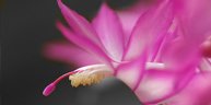 spectre-visua-eclairage-horticole-led