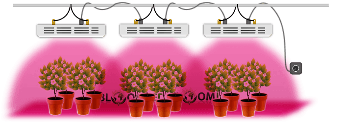 eclairage horticole aux LEDs BloomLED