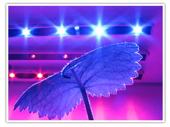 eclariage horticole led grow 