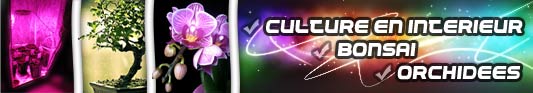 Eclairage LED bonsai orchidées et culture en intérieur