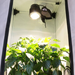 Plug & Grow - Paquete completo X60 + Box 60x60 + Filtro de carbón - ¡Comience su cultura sin esperar!
