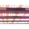 Pack Plug and Grow - 100x100 - SpectraWILD S240 - HomeBOX Q100  - 18