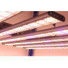 Pack Plug and Grow - 120x120 - SpectraWILD L960 - DarkStreet 120  - 15