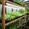 LED-Röhre für den Gartenbau, 60/120 cm, Anzucht, 6500 K | BloomLED