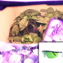 Lunette verte spéciale LED horticole - Améliorez votre confort visuel dans une culture sous LEDs horticole