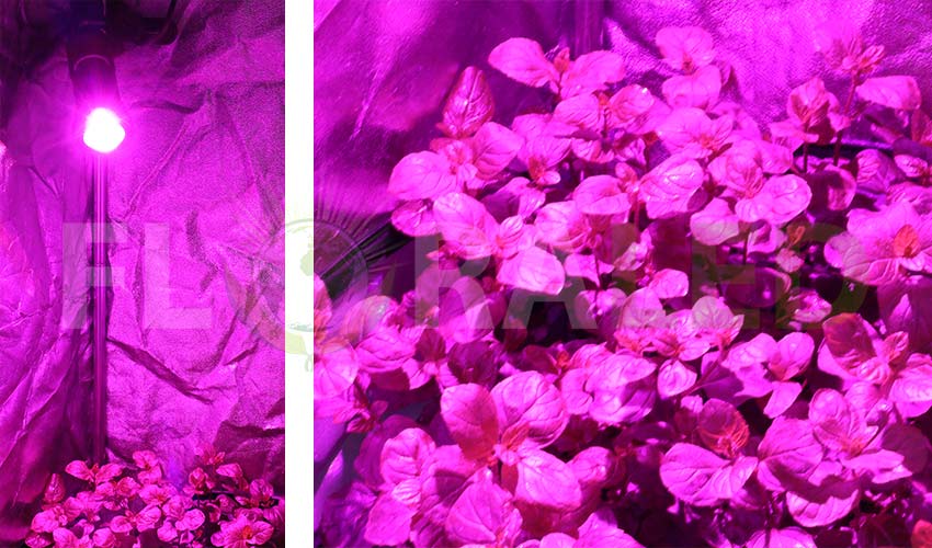 Lámpara LED de cultivo para plantas de menta