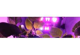 Horticultural flowering lamp: good lighting for a good harvest