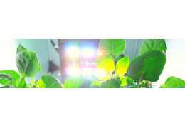 Indoor plant lighting: solutions