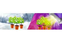 Cultivo interior: ¿Por qué cultivar en interior?