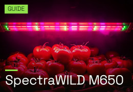SpectraWILD M650: die Full-Spectrum-LED-Grow-Leiste für Ihre 120×120-Kulturen