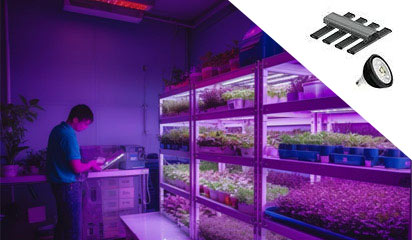 SpectraBULB, ampoules horticoles LED pour la culture intensive