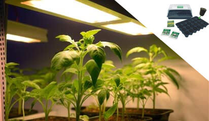 SpectraLINE IP65, éclairage horticole spécial croissance pour semis et boutures